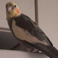 عروس هلندی درمحدوده گلستان پشت درمانگاه حاج دایی