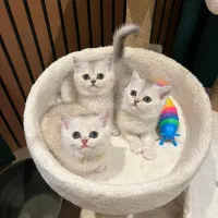 گربه بریتیش سیلور ماده