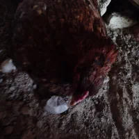 مرغ لاری کرچ