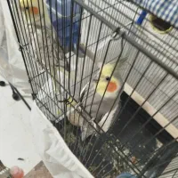 عروس هلندی ‌|پرنده|بم, |دیوار