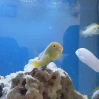 ماهی گوشت خوار