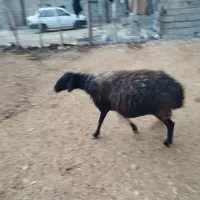 میش|حیوانات مزرعه|کوزران, |دیوار