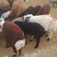 میش  میش بردار بره ماده