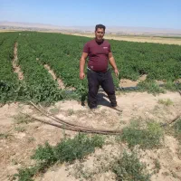 کشاورزی اجاره ۱۴نیم از اب چاه هر۵روز قوچان|اجارهٔ دفتر صنعتی، کشاورزی، تجاری|قوچان, |دیوار