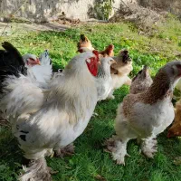 تخم مرغ برهما.امپراطور نژاد  سالمون .لایت .طلایی