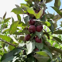 ویلا باغ استخر سرپوشیده کودیان