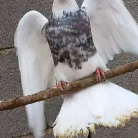 سیاه