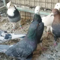 کبوتر پرشی ونقش