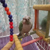 پرنده گرینچیک