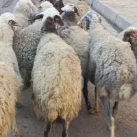 12 راس گوسفند جوان و چاق  ،مایه کرده آبستن|حیوانات مزرعه|قزوین, |دیوار