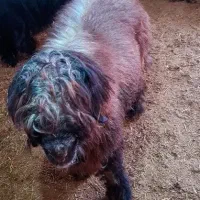 کوه تخمی|حیوانات مزرعه|مسجد سلیمان, |دیوار