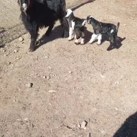 بز ترکی دوقلوزا|حیوانات مزرعه|لنجان, |دیوار