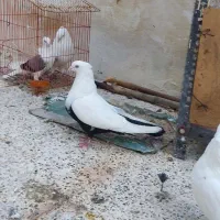 یک جفت دم سیاه درجه یک کشیده|پرنده|جم, |دیوار