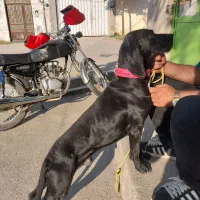 سگ شکاری ، پوینتر ، دنبلانی