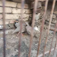 کفتر کوهی|پرنده|شیراز, کوشک میدان|دیوار