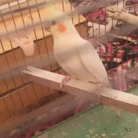 عروس هلندی لوتینو نر