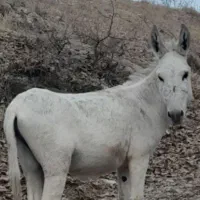 فروش چند راس الاغ نر قوی
