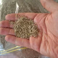 زیره سبز دیم کاری شده خوش بو
