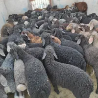 بره سام اصیل