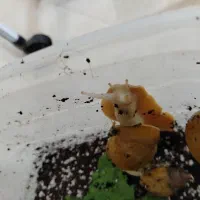 حلزون|خزنده|نیشابور, بنیاد شهید|دیوار