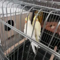 جفت عروس هلندی مولد به همراه جوجه ۲۵ روزه و تخم|پرنده|اسلام‌شهر, شهرک واوان|دیوار