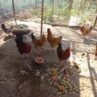 ابادان روستایه شله ثوامر