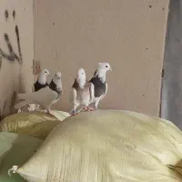 کبوتر|لوازم جانبی حیوانات|کبودرآهنگ, |دیوار