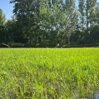 کودارگانیک/برنج/درخت/صیفی جات/افزایش بار