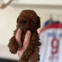 تاینی پودل|سگ|تهران, نیاوران|دیوار