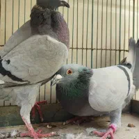 پلاکی مسافتی|پرنده|قم, انسجام|دیوار