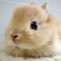 بچه خرگوش لوپ هلندی