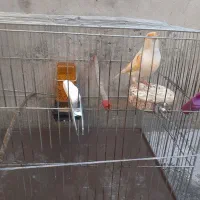 قناری نر مست|پرنده|دینور, |دیوار