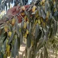 فروش باغ در گوگان آذرشهر|فروش خانه و ویلا|گوگان, |دیوار