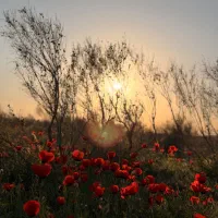 طبیعت گردی پیاده روی