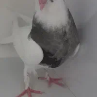 جوجه  طوقی