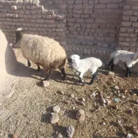 بره|حیوانات مزرعه|درمیان, |دیوار