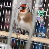 سهره جوجه و (جفتی )