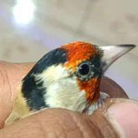 سهره سر سیاه و کرمونی|پرنده|شیراز, گل سرخ|دیوار