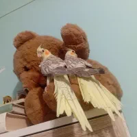 عروس هلندی زیبا|پرنده|گالیکش, |دیوار