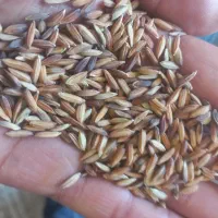 چلتوک|گل و گیاه طبیعی|شوشتر, |دیوار