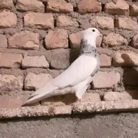 نر طوق الماسی