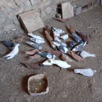 کبوتر.سرخ زرد|پرنده|چگنی, |دیوار