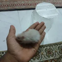 همستر|موش و خرگوش|قلعه قاضی, |دیوار