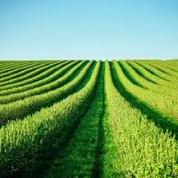 فروش ۳۰ هکتار زمین براتوبان کنگان