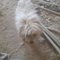 سگ پشمالو شیتزو