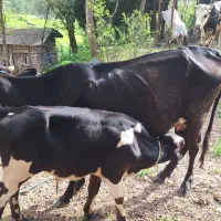 یک گاو دورگه بهمراه گوساله نر جرسی