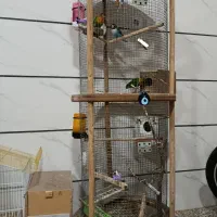 کوتوله برزیلی|پرنده|شاهین‌شهر, نسیم ۵|دیوار