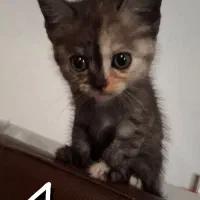 واگذاری گربه ۲ ماهه