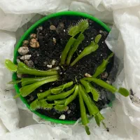 گیاه ونوس حشره خوار گیاه گوشت خوار