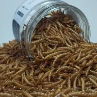 میلورم مرغوب خوراک ماهی و پرندگان زینتی